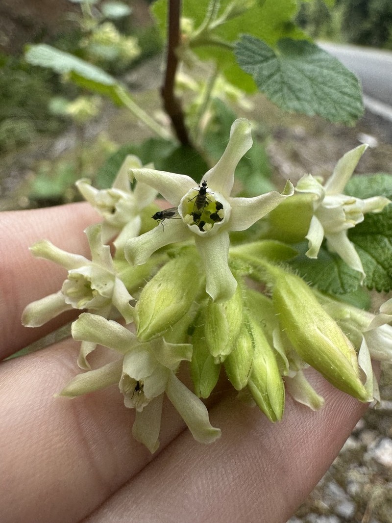 Sticky Currant photo 6