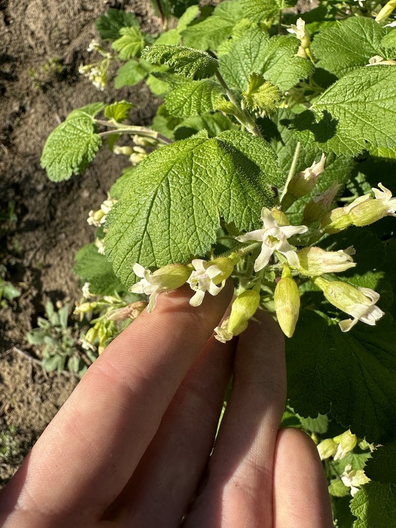 Sticky Currant photo 7