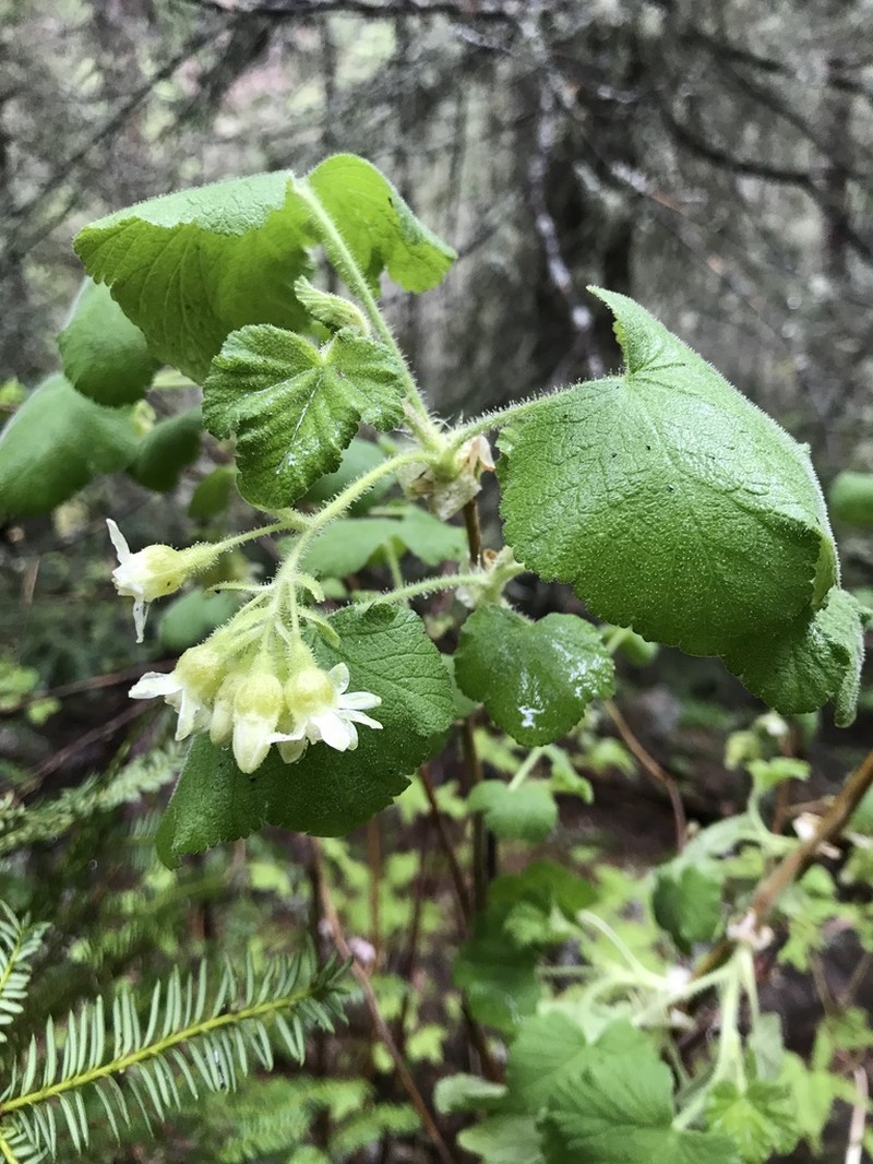 Sticky Currant photo 8