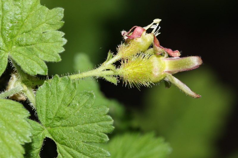Spring Gooseberry photo 4