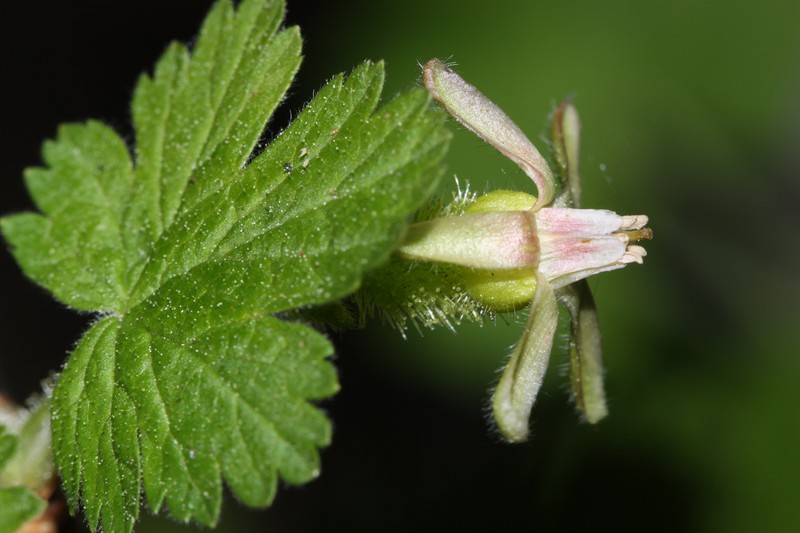 Spring Gooseberry photo 5
