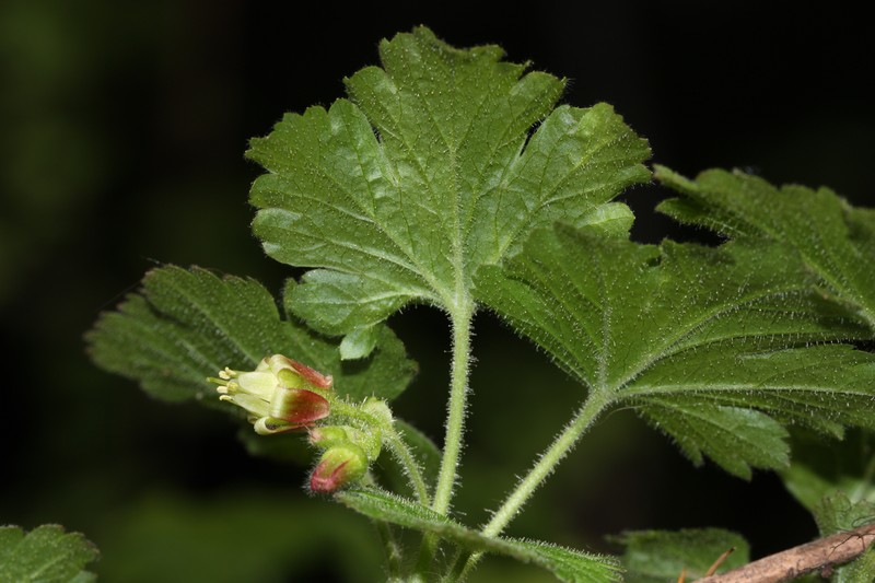 Spring Gooseberry