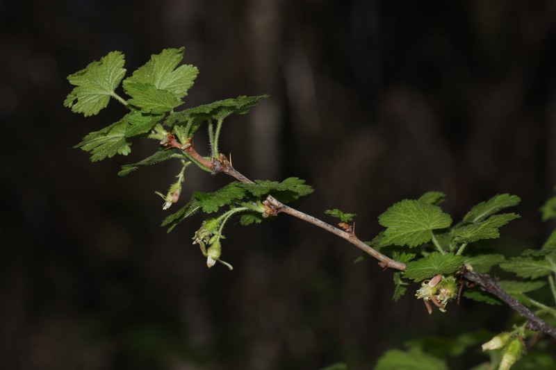 Spring Gooseberry photo 2