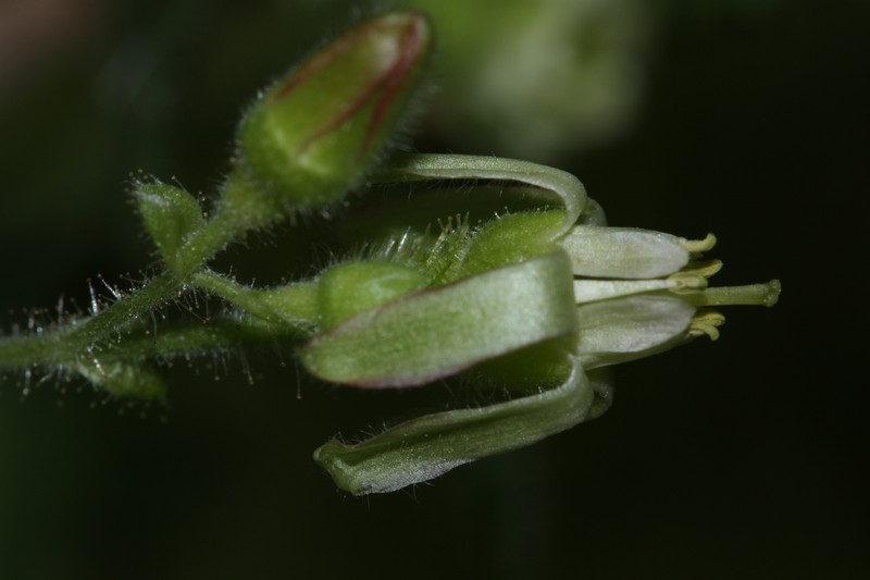Spring Gooseberry photo 3