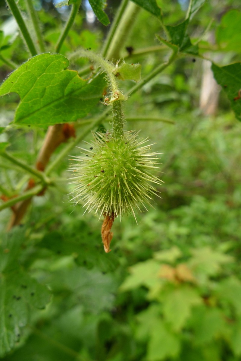 Spring Gooseberry photo 3