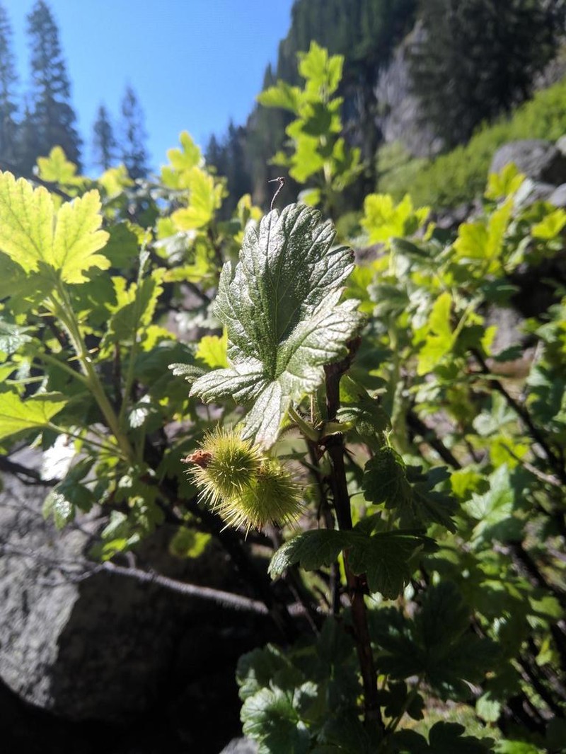 Spring Gooseberry photo 4
