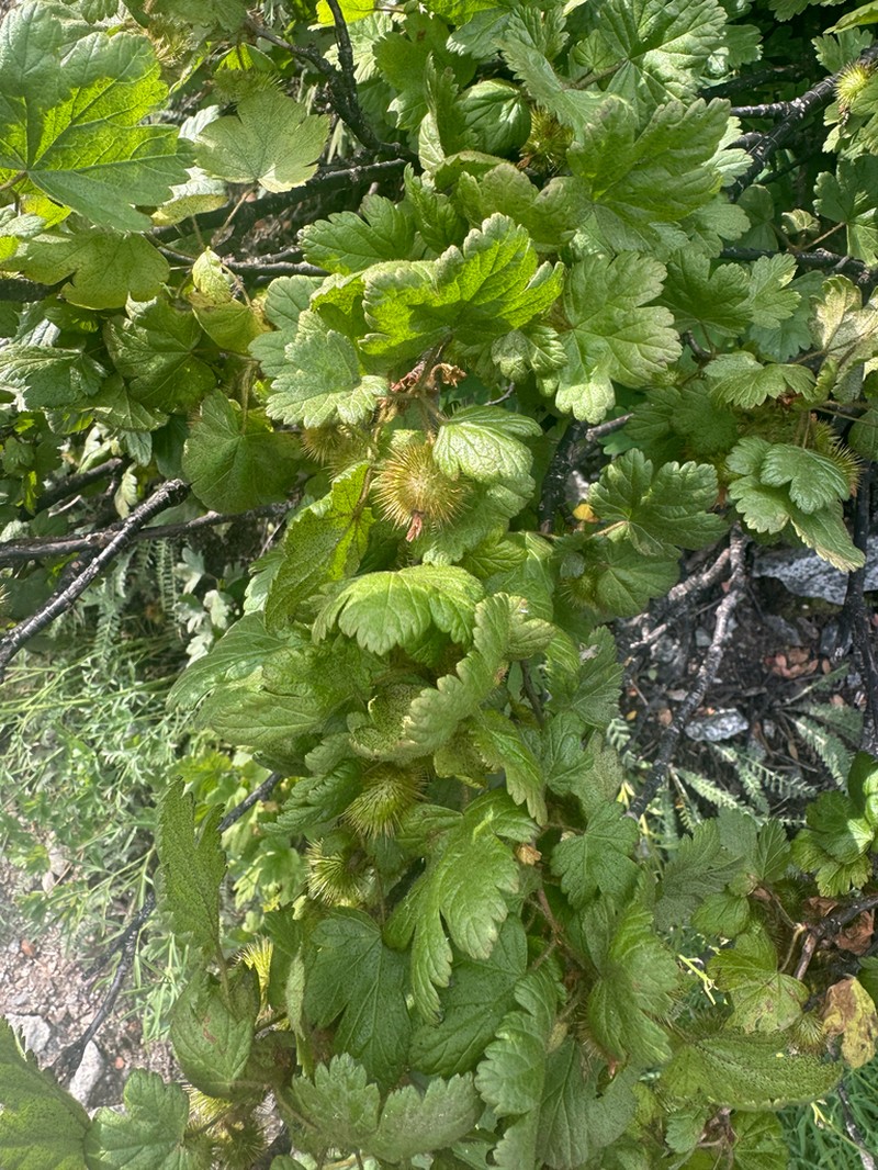 Spring Gooseberry photo 5