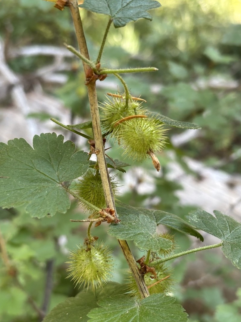 Spring Gooseberry photo 6