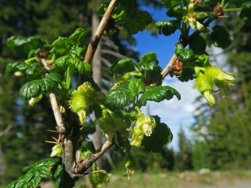 Spring Gooseberry photo 7