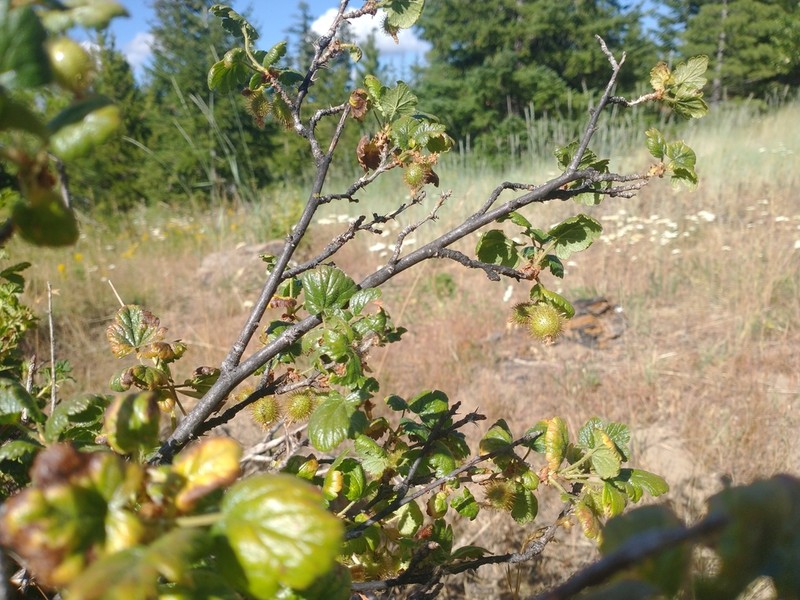 Spring Gooseberry photo 8
