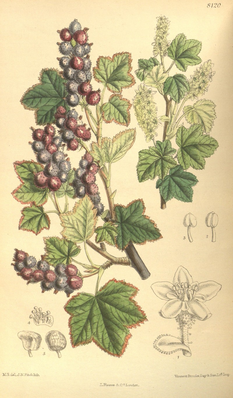 Wolf's Currant photo 2