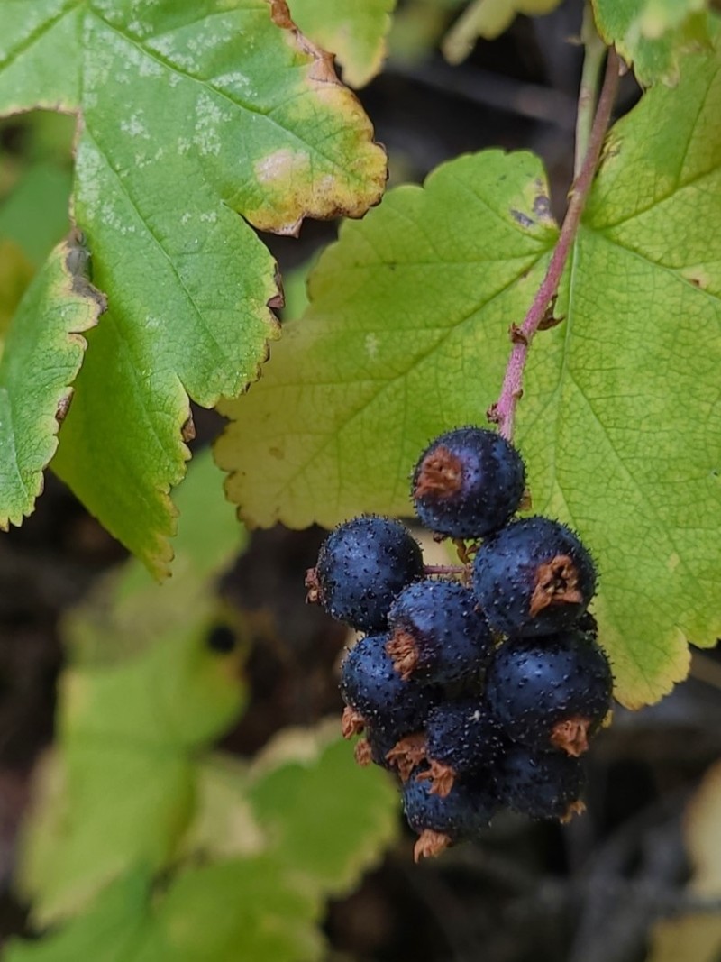 Wolf's Currant