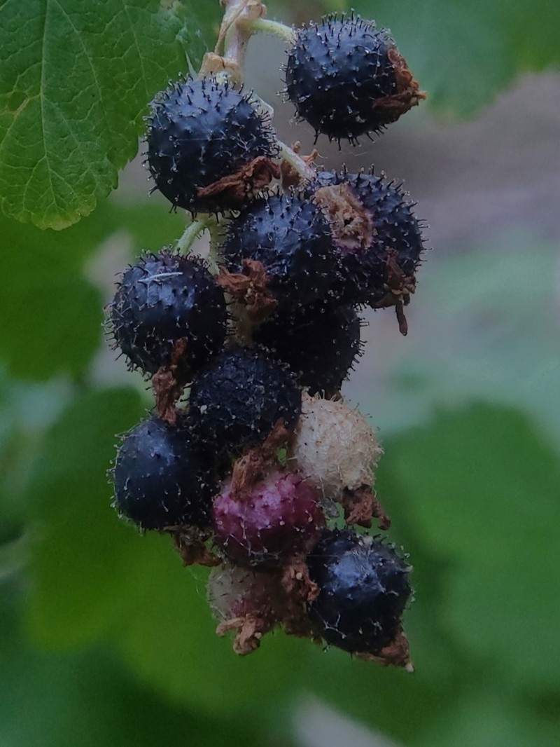 Wolf's Currant photo 3