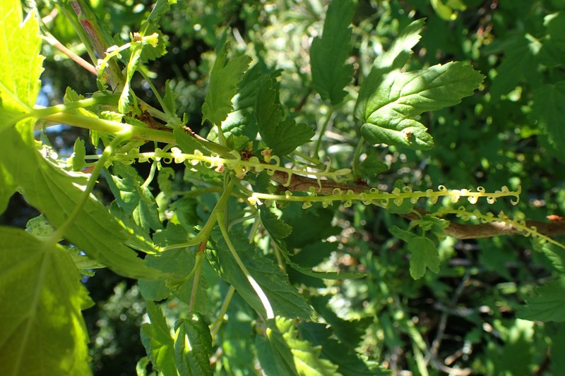 Wolf's Currant photo 4