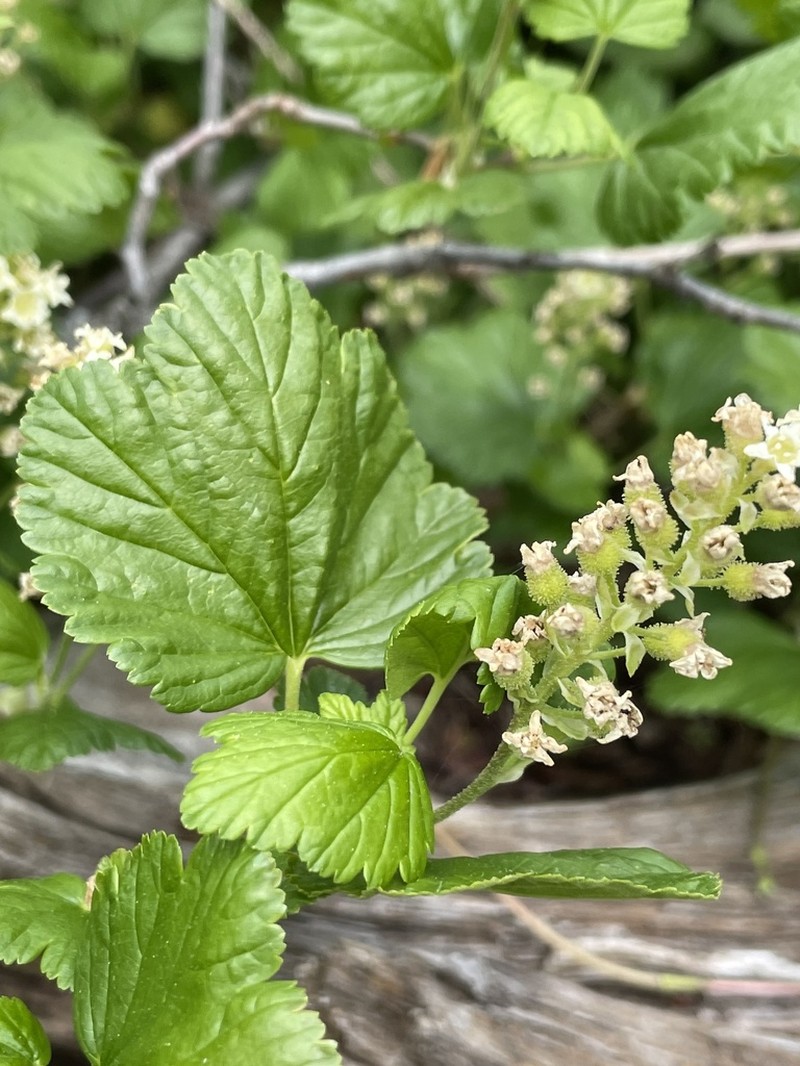 Wolf's Currant photo 3