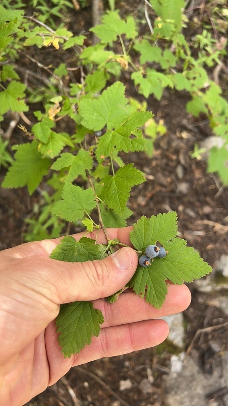 Wolf's Currant photo 4