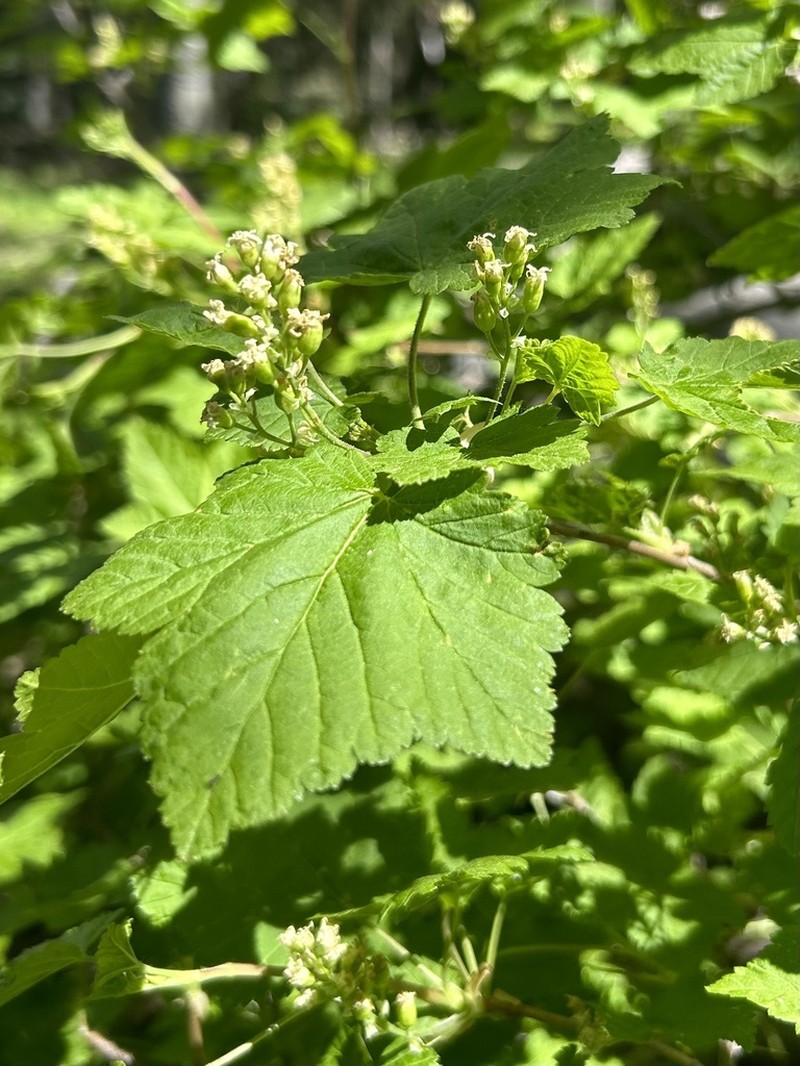 Wolf's Currant photo 5