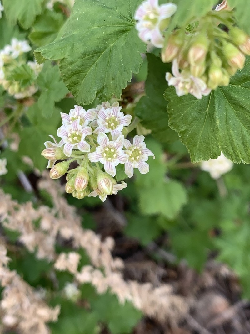 Wolf's Currant photo 6
