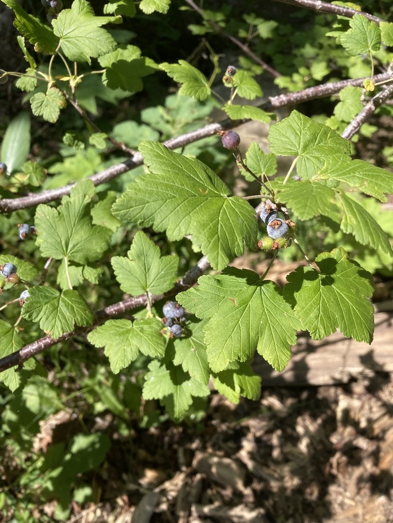 Wolf's Currant photo 7