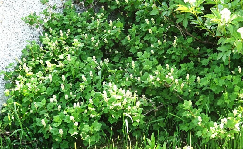 Wolf's Currant photo 8