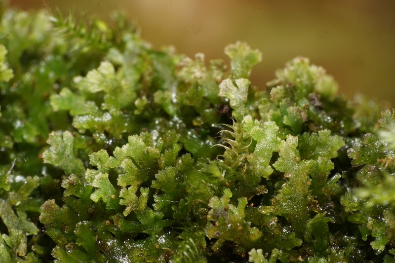 Riccardia chamedryfolia photo 2