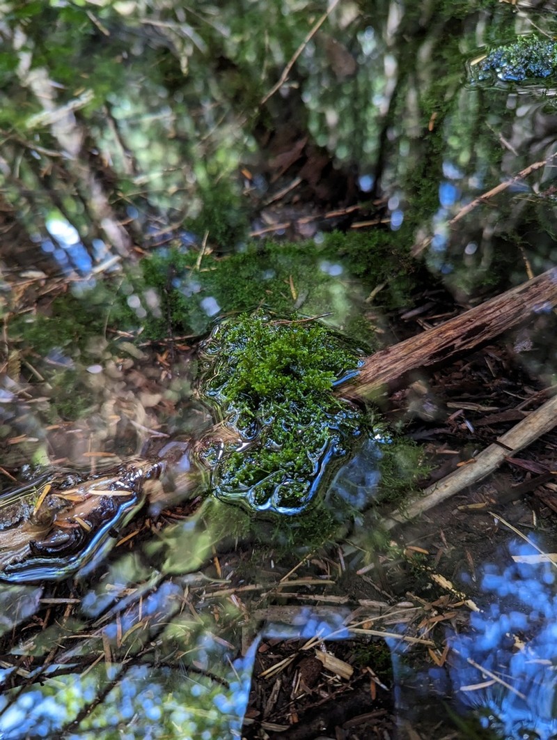 Riccardia chamedryfolia photo 3