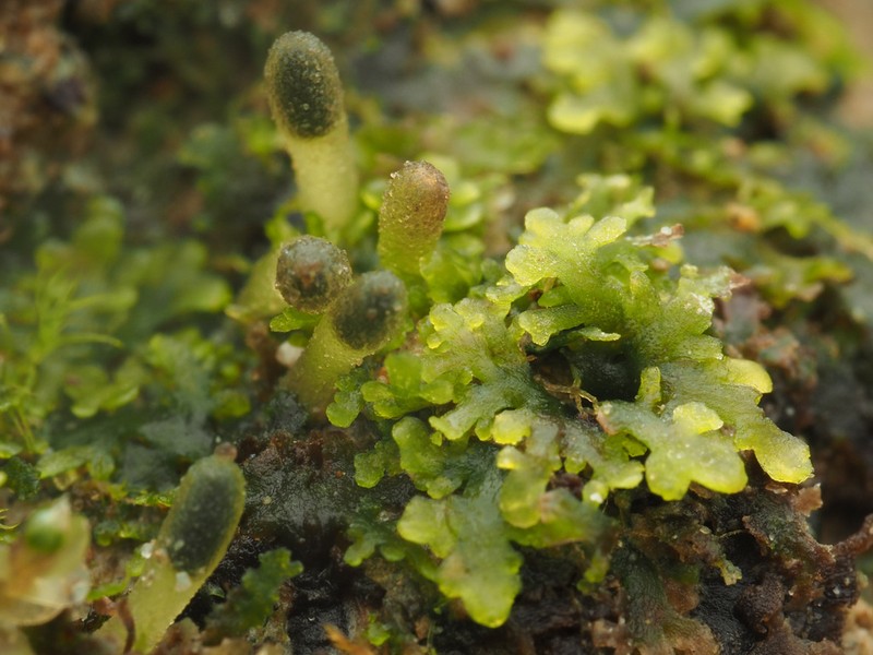 Riccardia chamedryfolia photo 4