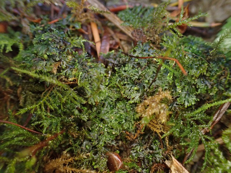 Riccardia chamedryfolia photo 5