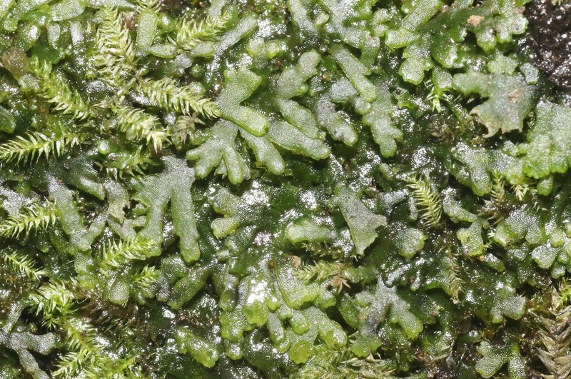 Riccardia chamedryfolia photo 6