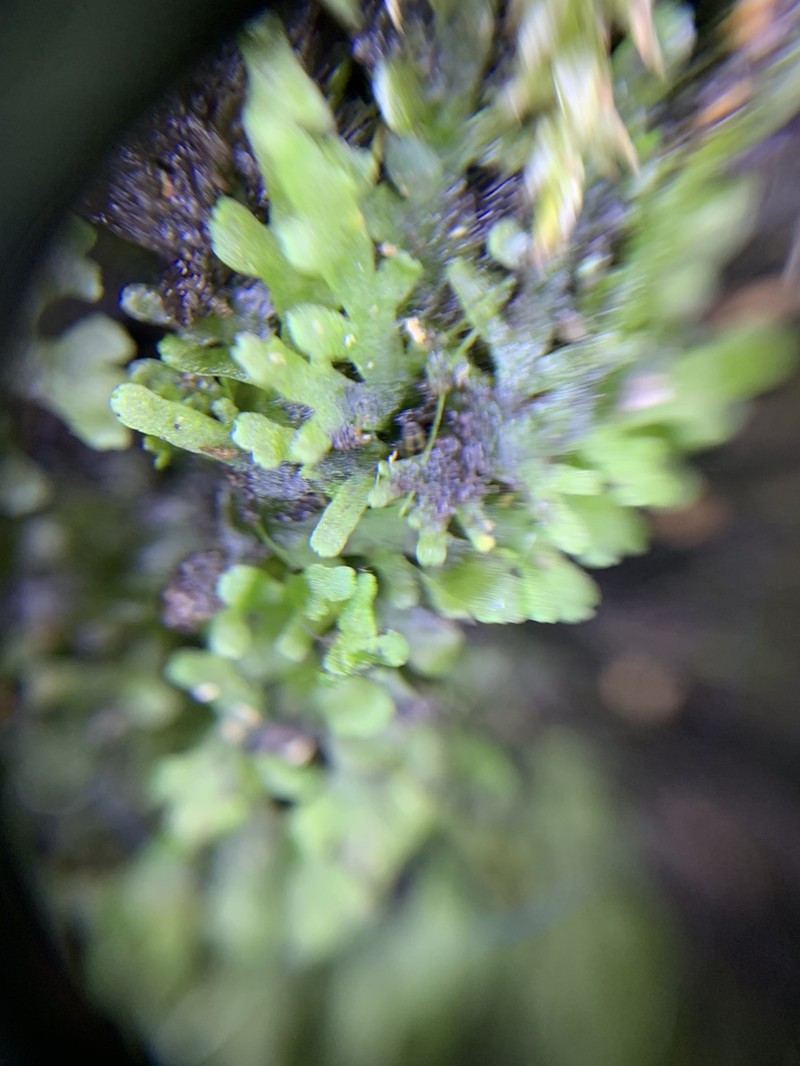 Riccardia chamedryfolia photo 7