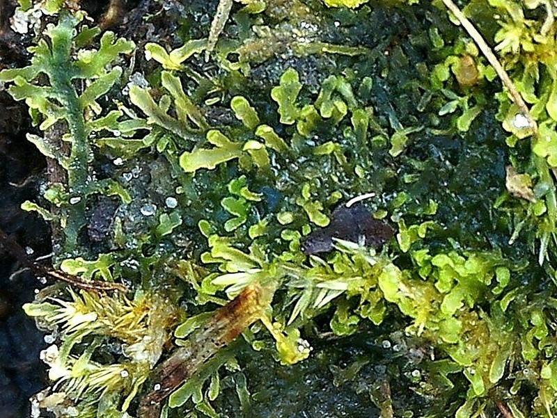 Riccardia incurvata