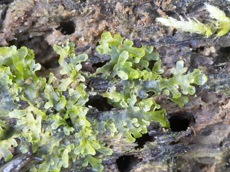 Riccardia incurvata photo 2