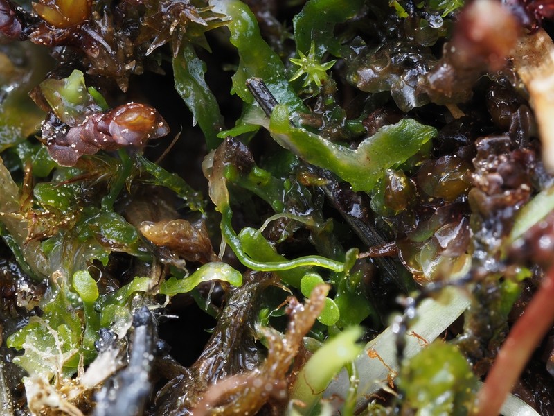 Riccardia incurvata photo 3