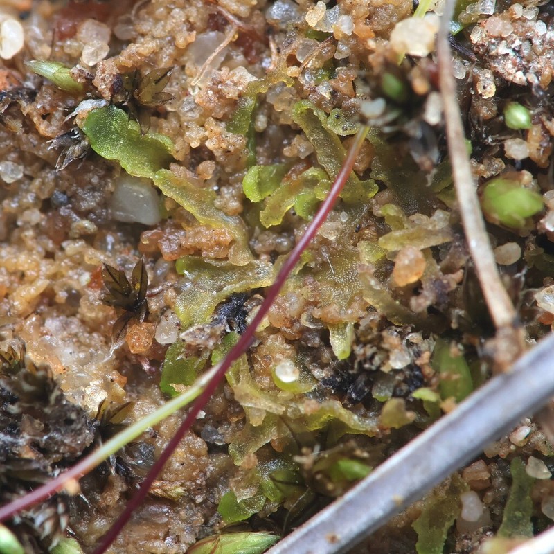 Riccardia incurvata photo 4