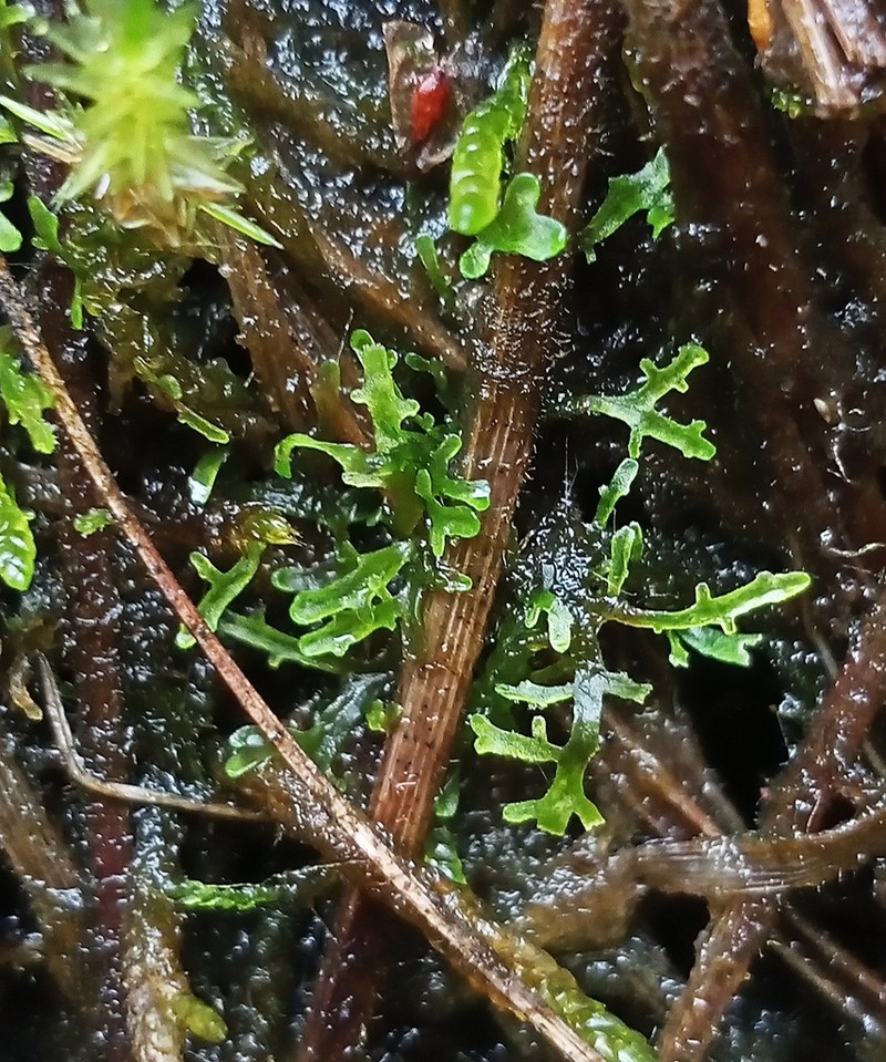 Riccardia incurvata photo 5