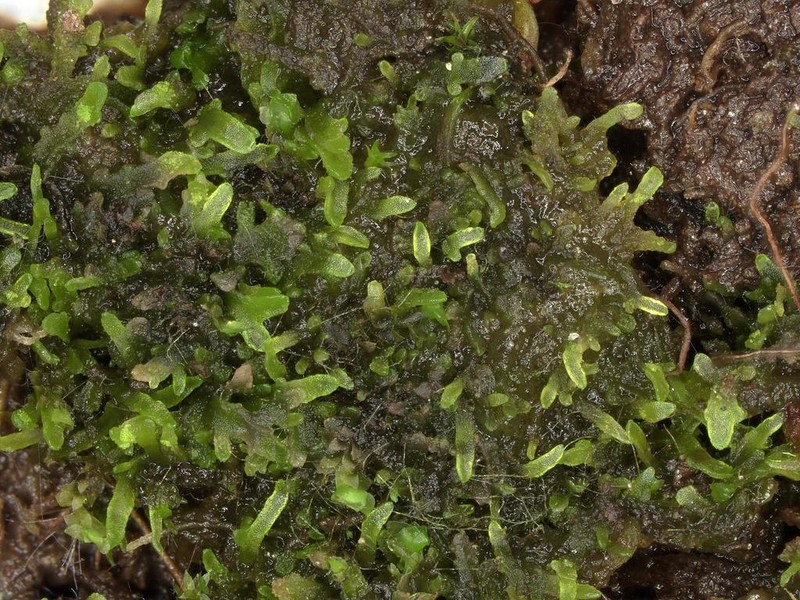 Riccardia incurvata photo 6