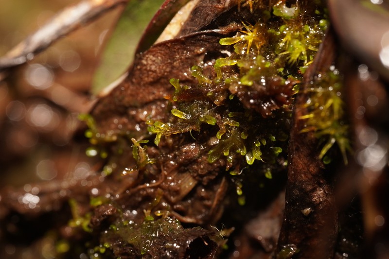 Riccardia incurvata photo 7