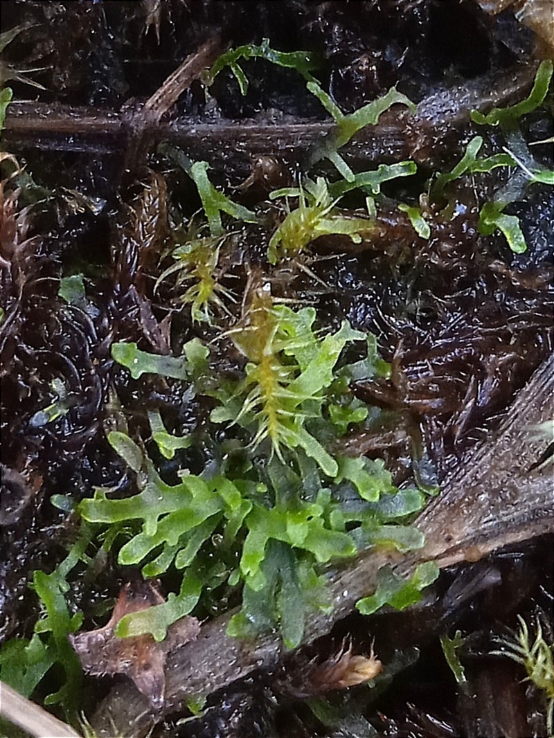 Riccardia incurvata photo 8