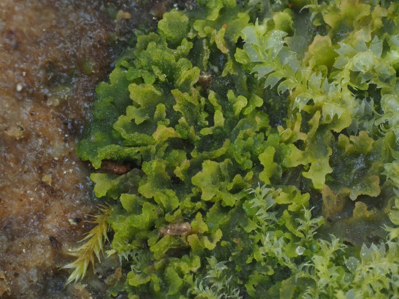 Riccardia latifrons