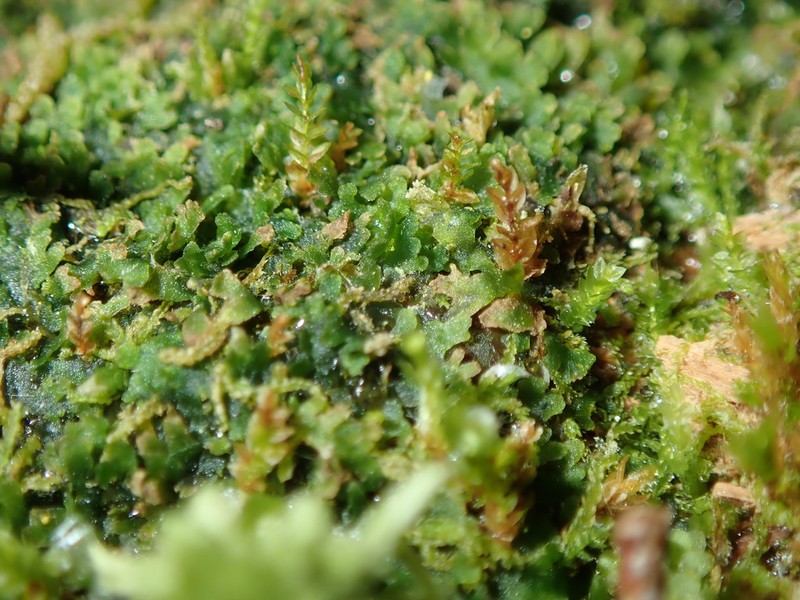 Riccardia latifrons photo 2