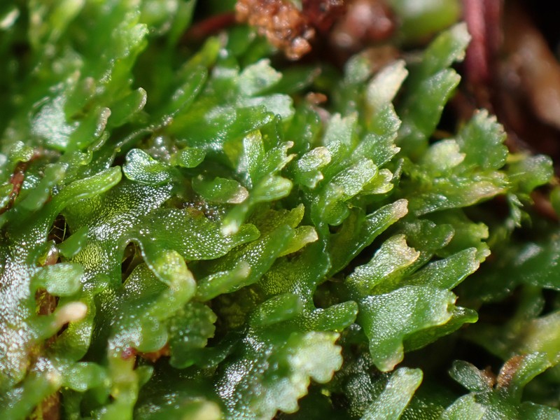 Riccardia latifrons photo 3