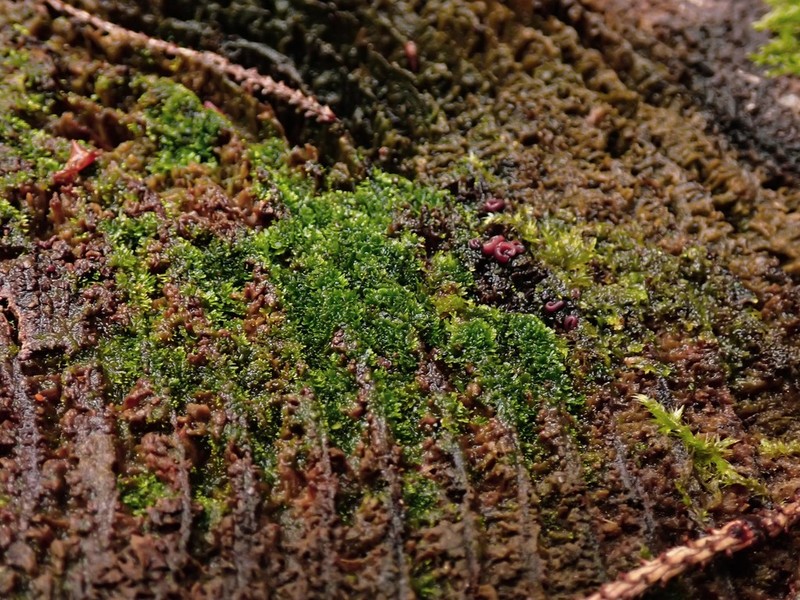 Riccardia latifrons photo 4