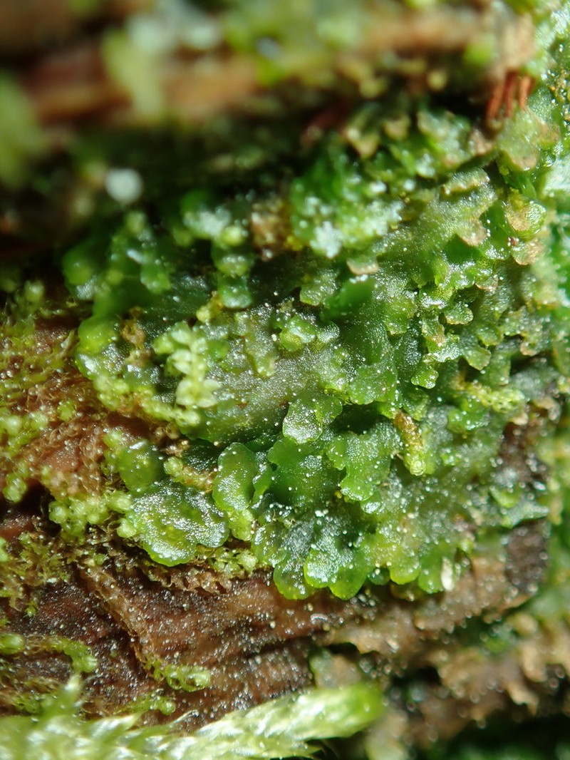 Riccardia latifrons photo 5