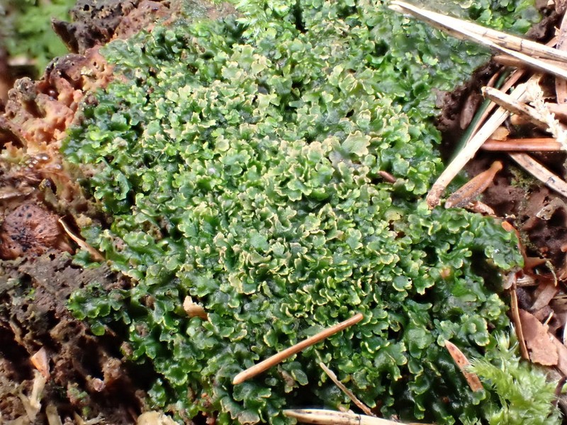 Riccardia latifrons photo 6