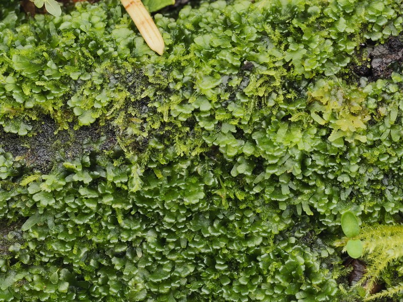 Riccardia latifrons photo 7