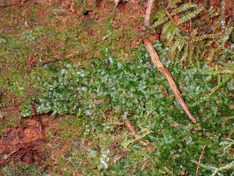 Riccardia latifrons photo 8