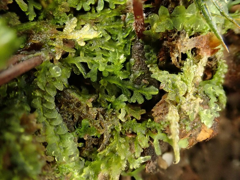 Riccardia multifida photo 2
