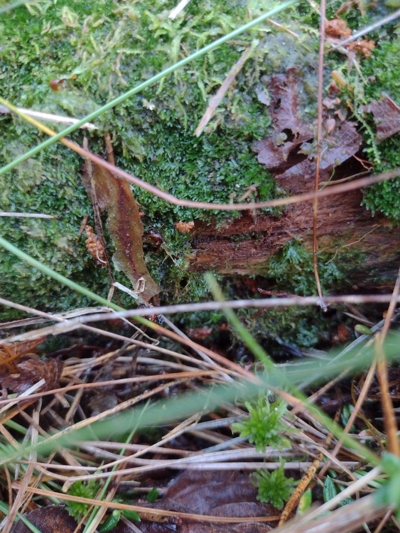 Riccardia multifida photo 3