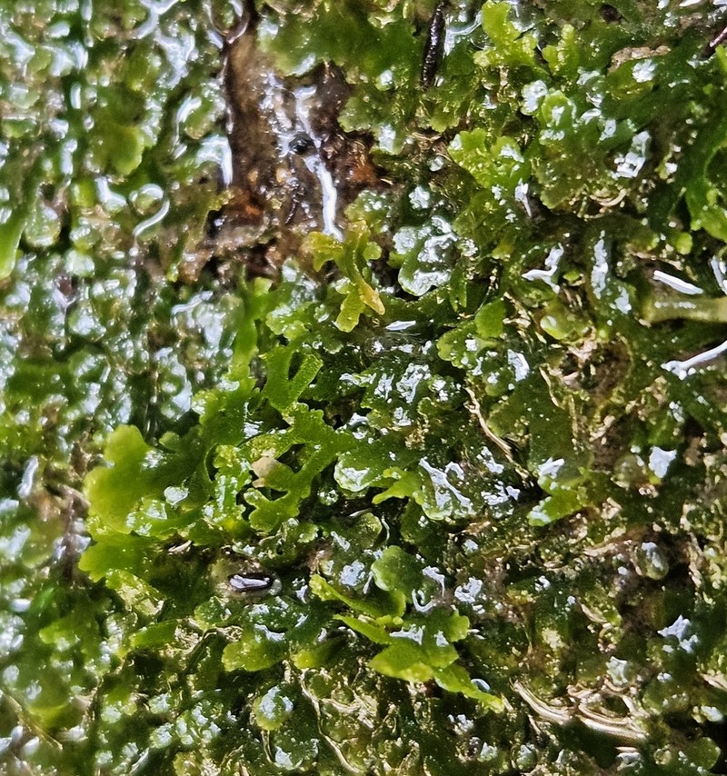 Riccardia multifida photo 4