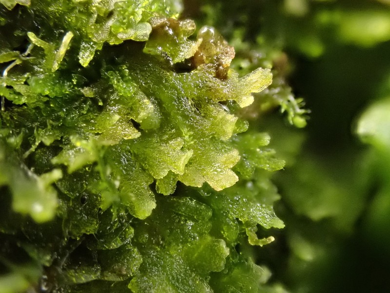 Riccardia multifida photo 5